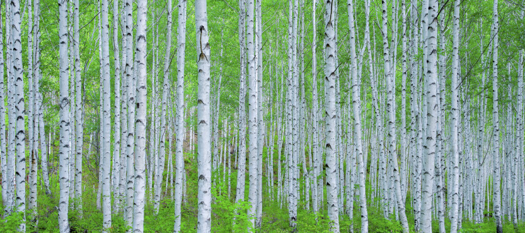Finnish forest.