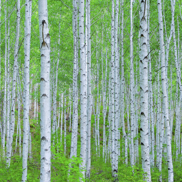 Finnish forest.